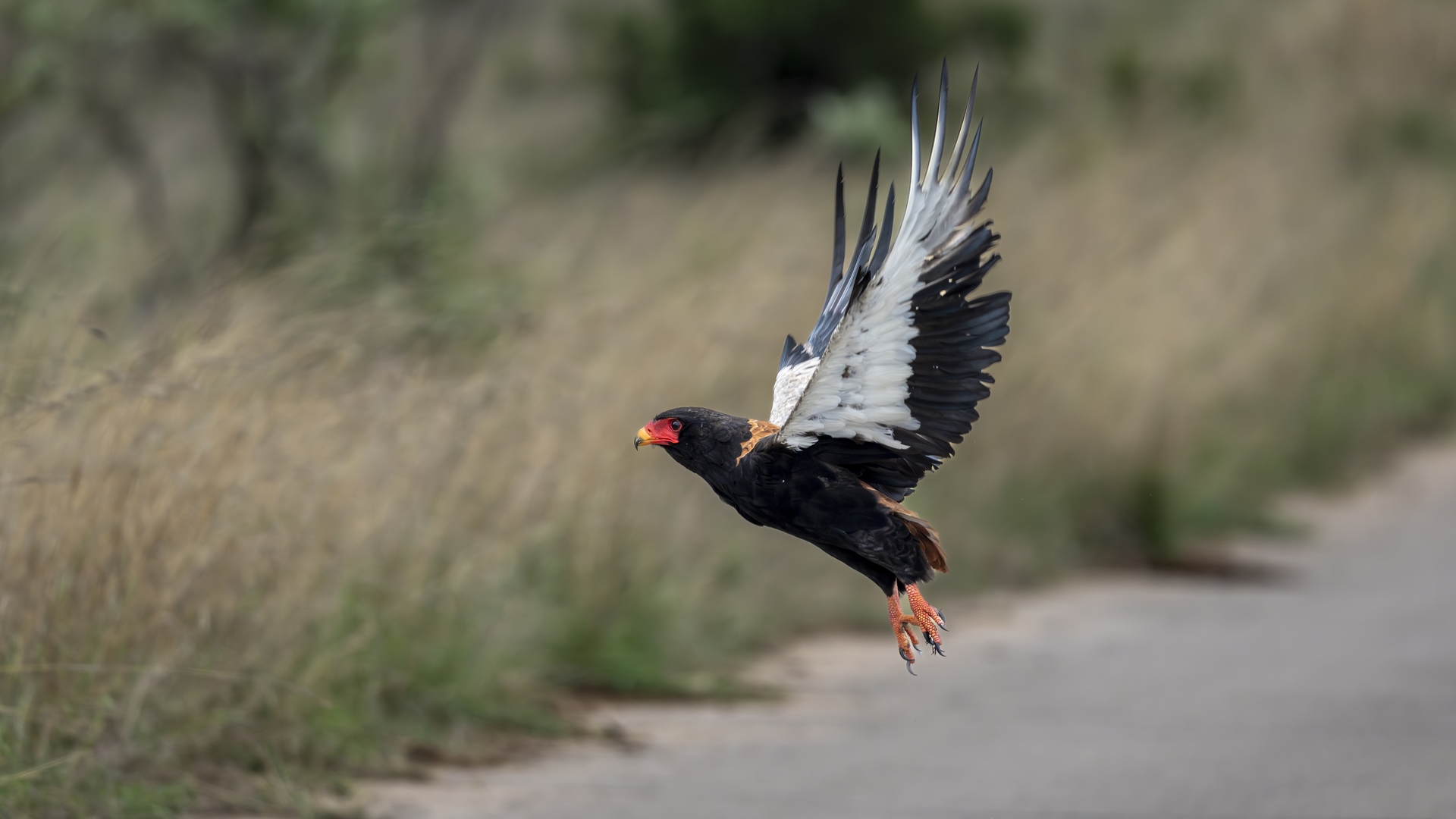 Kruger25 2025 10 30 11 17 38 ILCE 1M2 592
